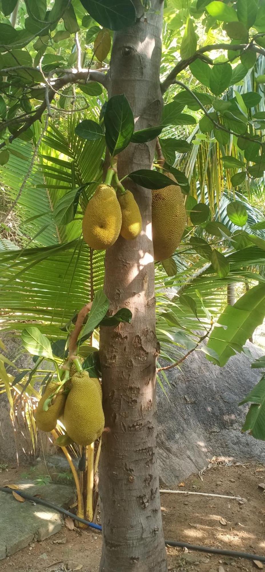 Gopi Plantation Homestay Hampi Dış mekan fotoğraf
